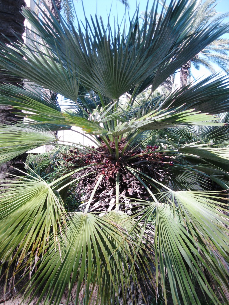 Изображение особи Chamaerops humilis.