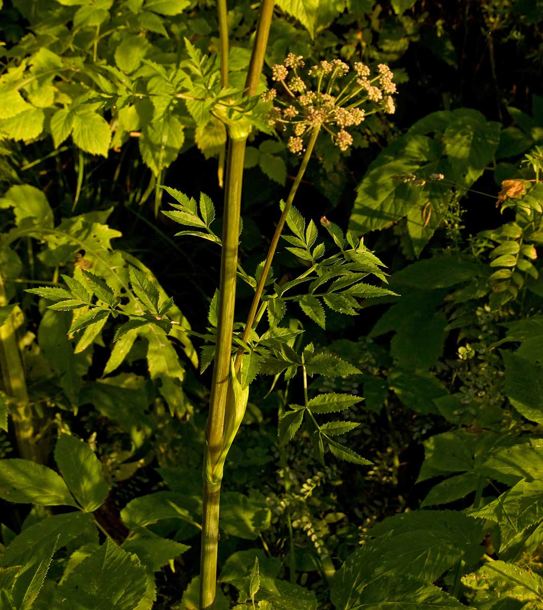 Изображение особи Angelica sylvestris.