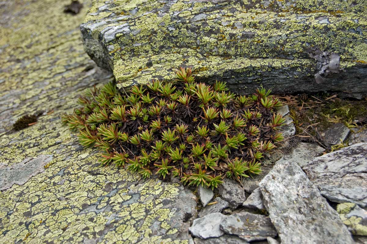 Изображение особи Saxifraga spinulosa.