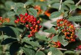 Viburnum lantana