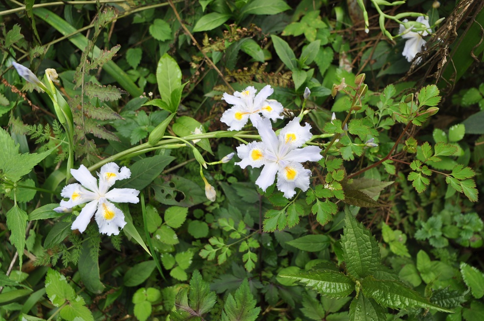 Image of genus Iris specimen.