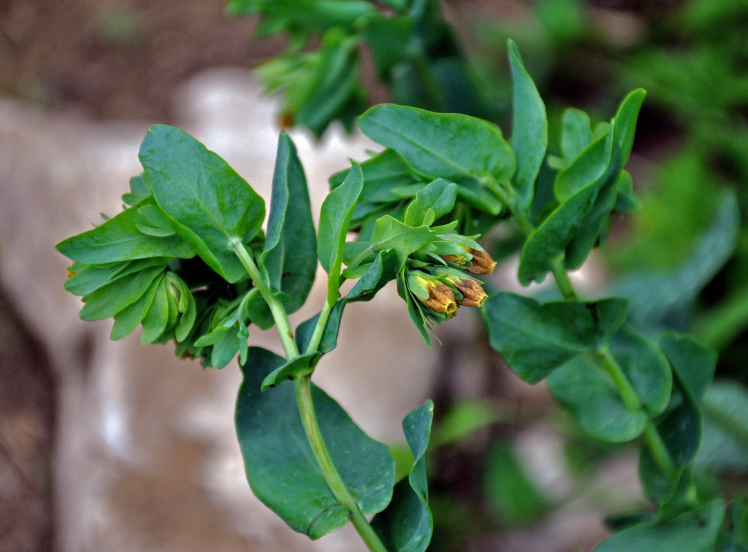 Image of Cerinthe glabra ssp. caucasica specimen.