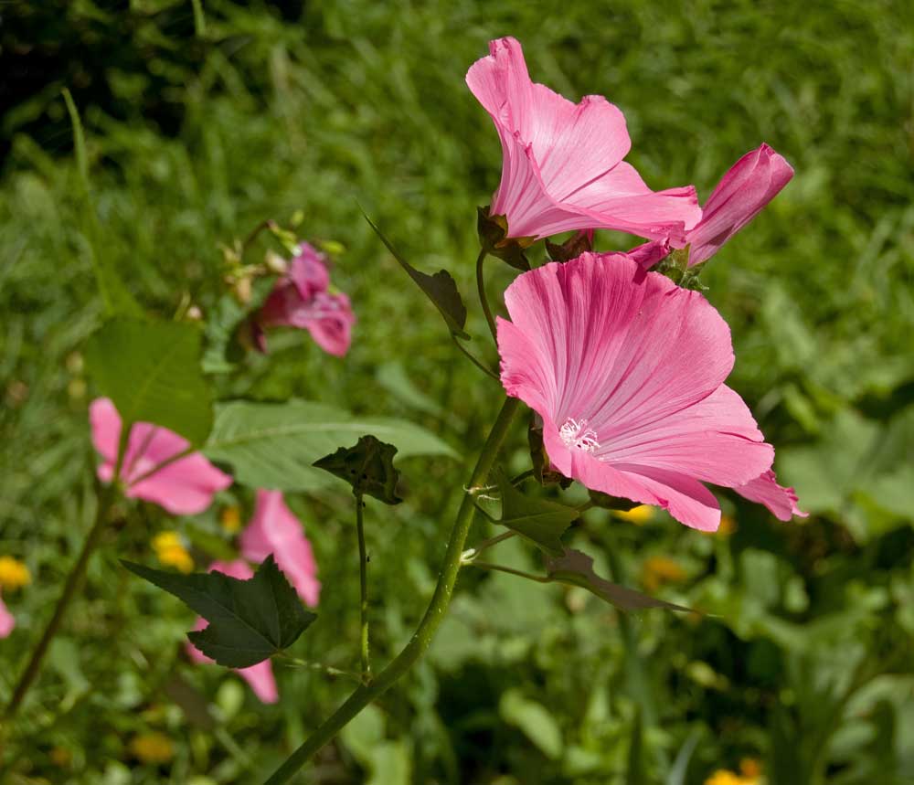 Изображение особи Malva trimestris.