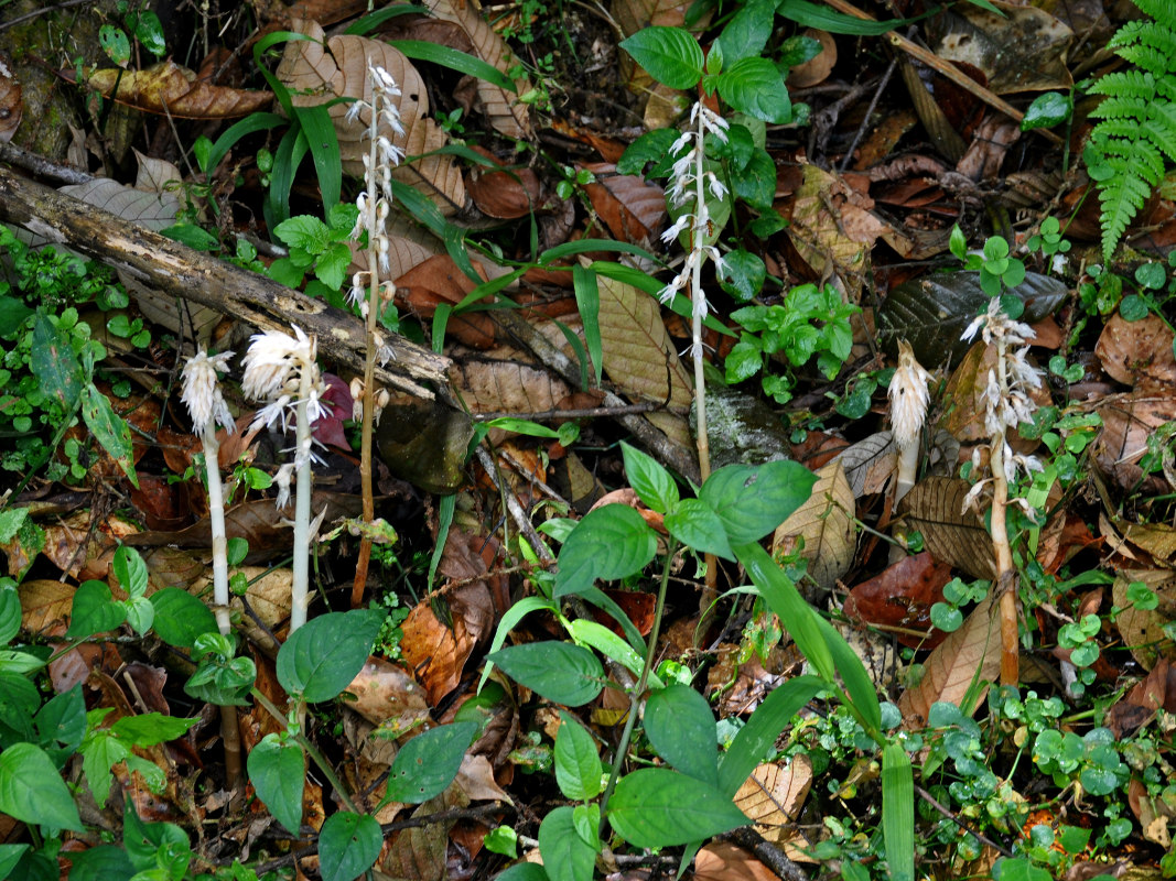 Image of Epipogium roseum specimen.