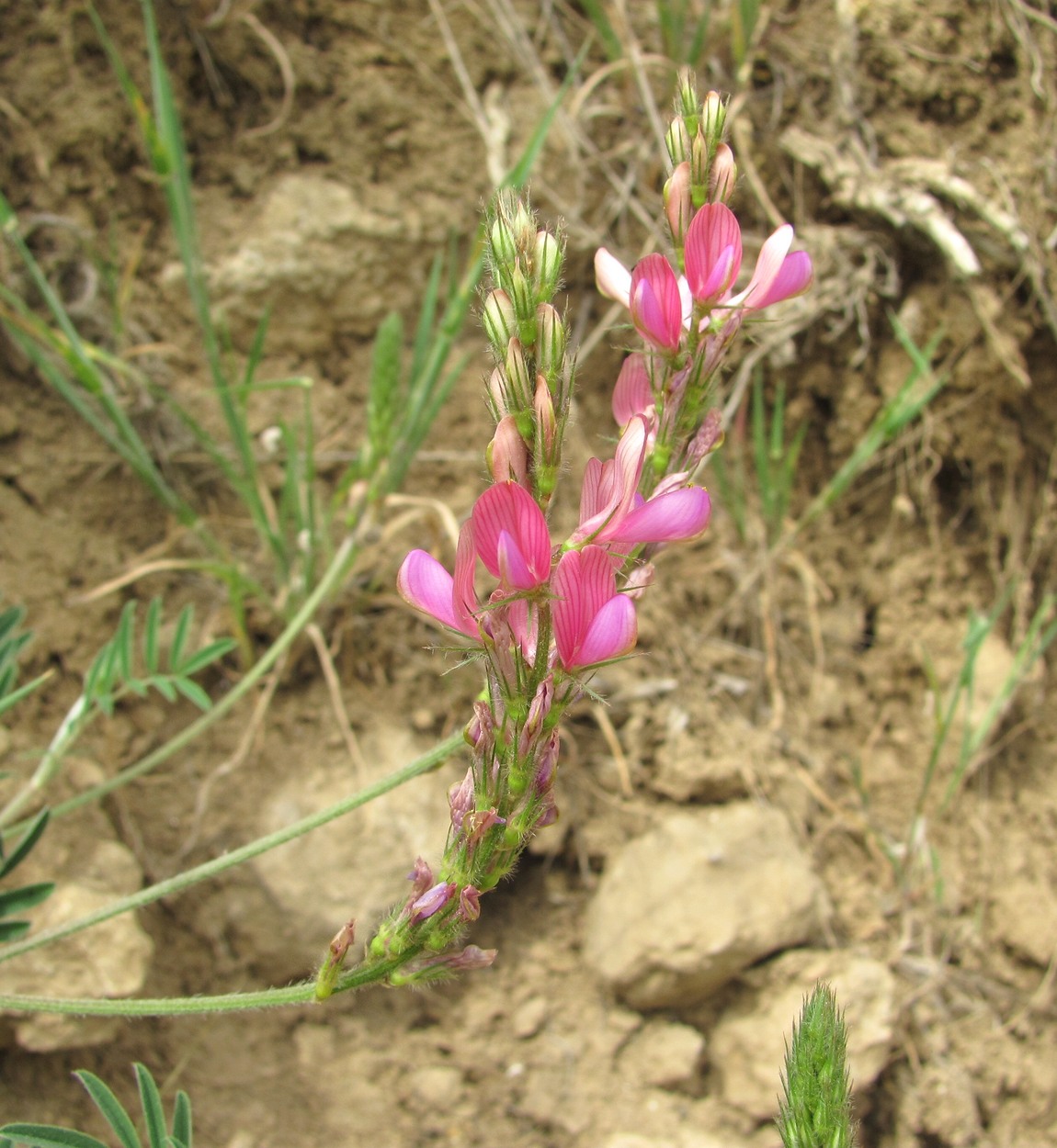 Image of Onobrychis dielsii specimen.