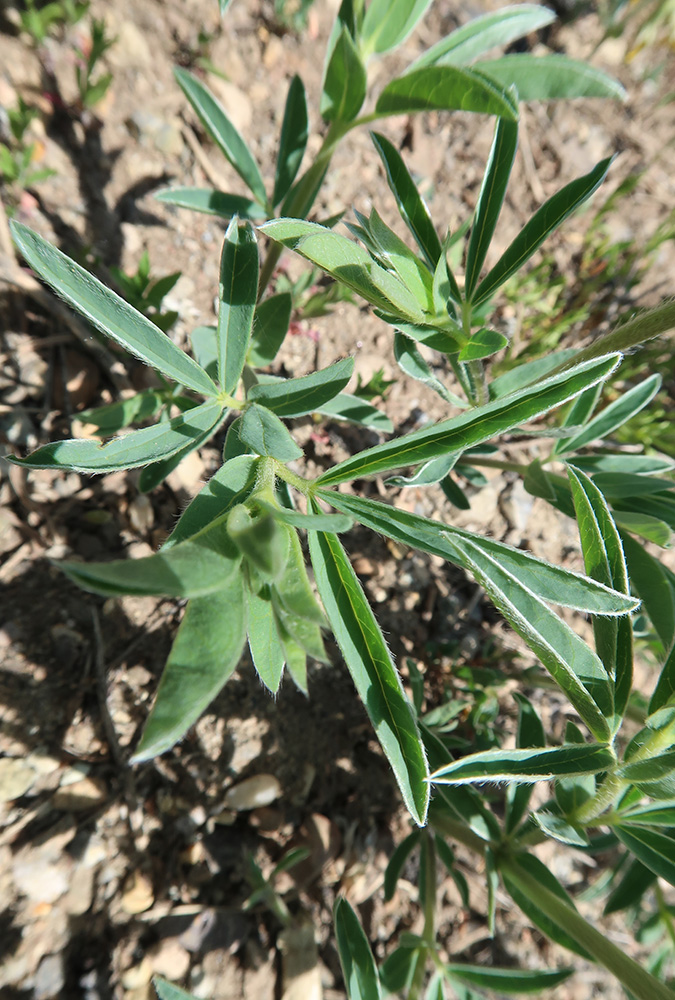 Изображение особи Thermopsis lanceolata.