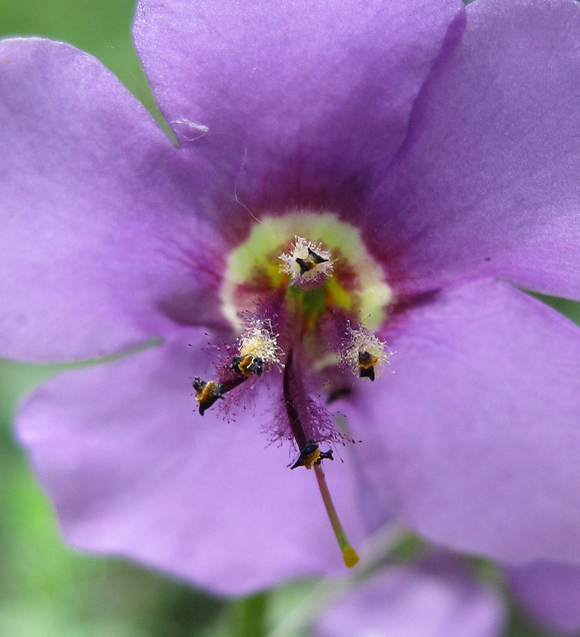 Image of Verbascum phoeniceum specimen.