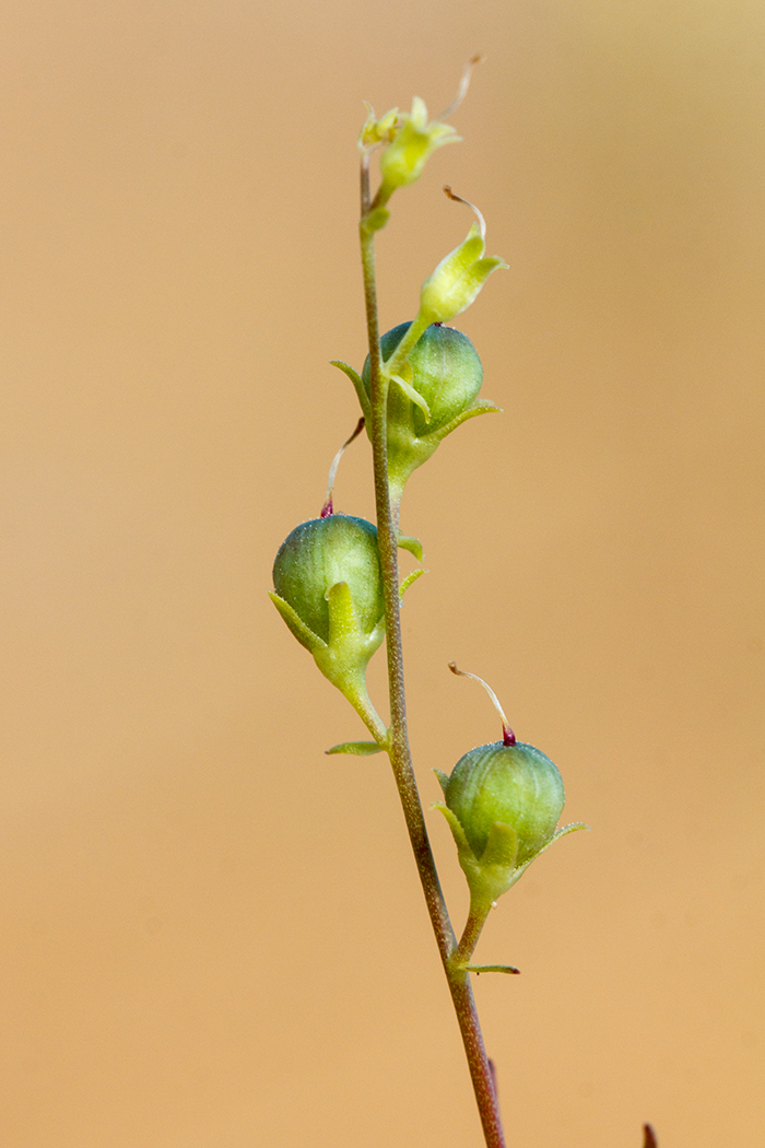 Изображение особи Linaria odora.