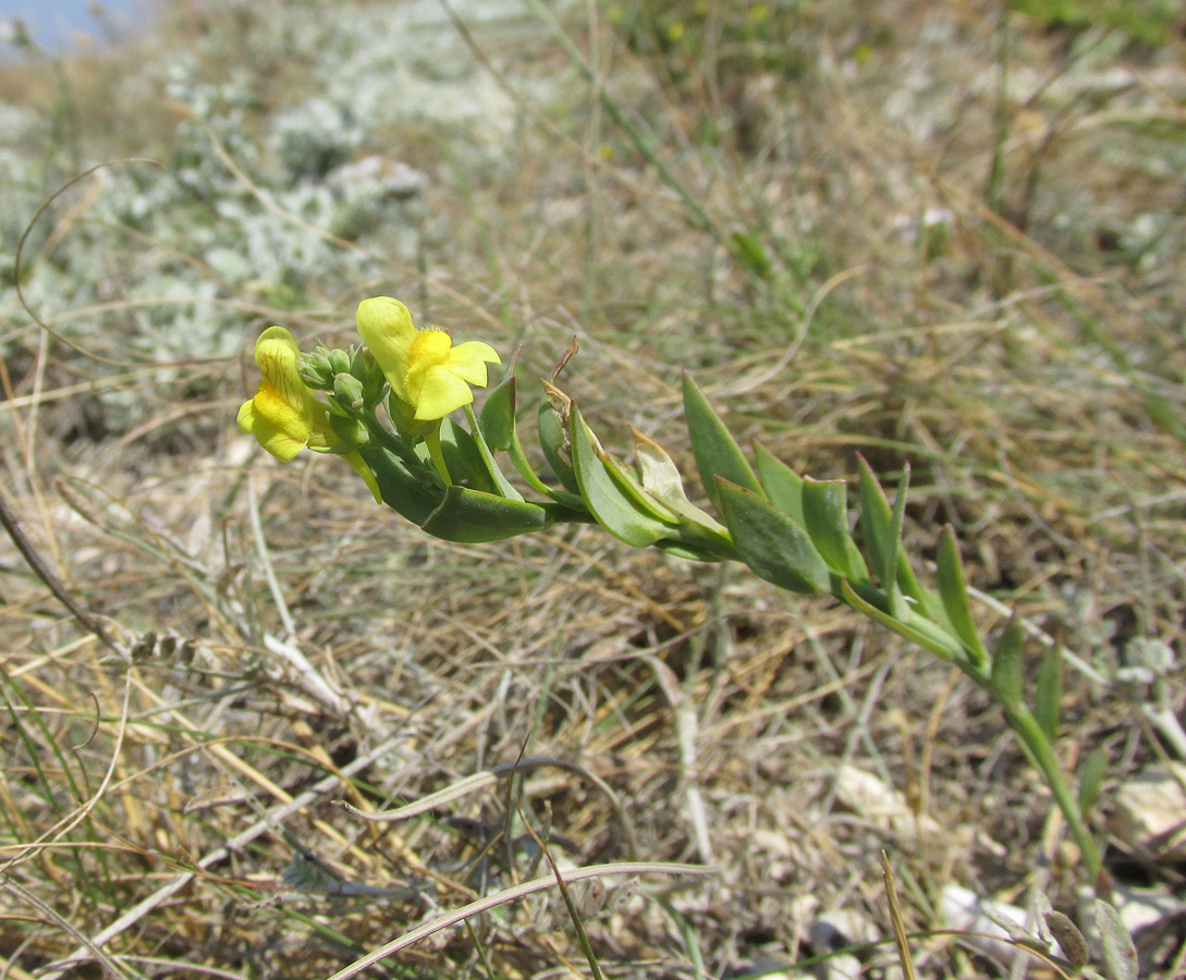 Изображение особи род Linaria.