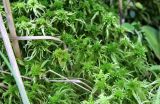 Sphagnum angustifolium