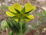 Potentilla recta. Цветок. Крым, предгорья, окр. с. Терновка. 3 июня 2010 г.