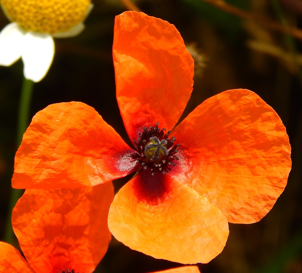 Image of Papaver apulum specimen.