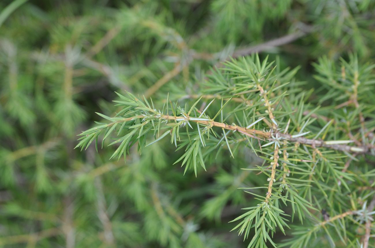 Image of Juniperus oblonga specimen.