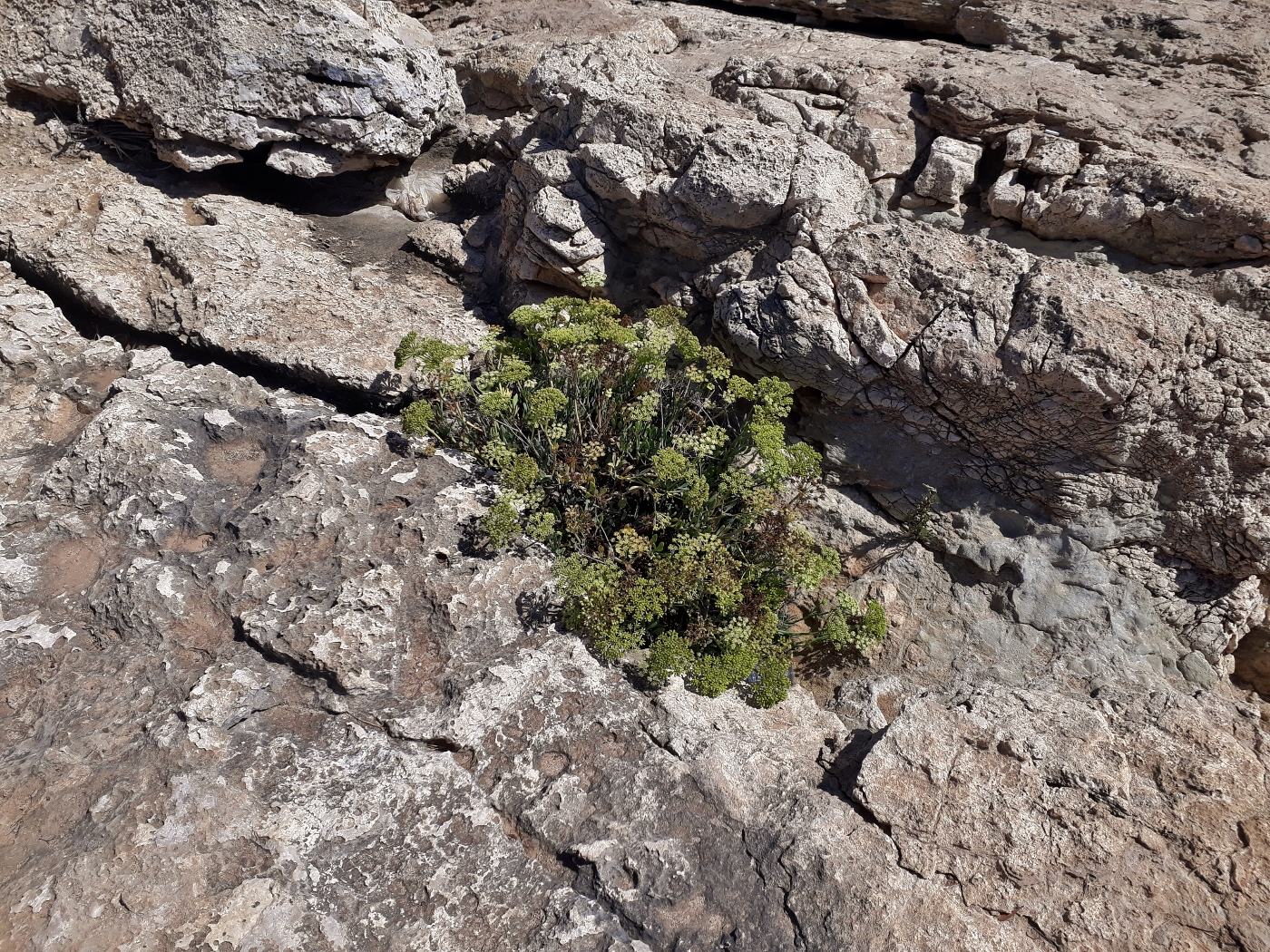 Image of Crithmum maritimum specimen.