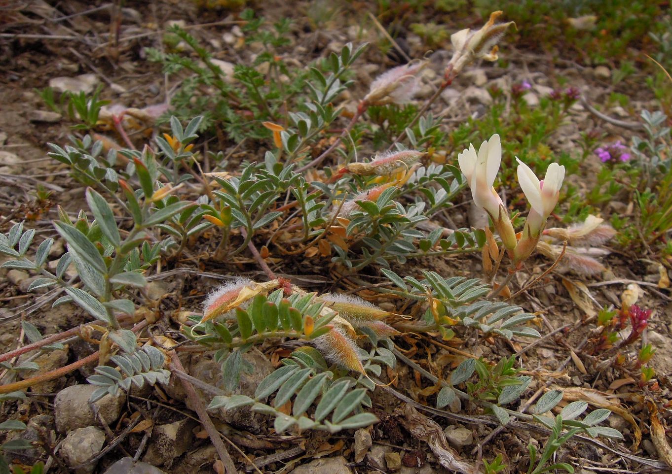 Изображение особи Astragalus depauperatus.