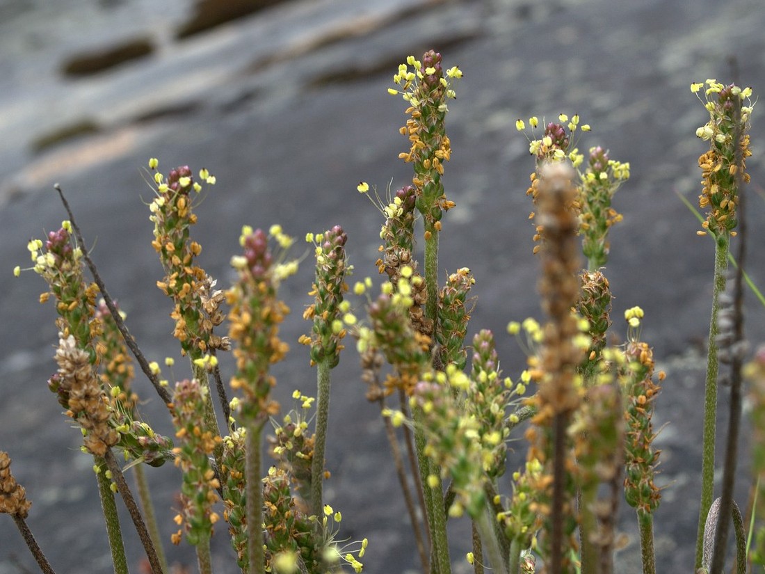 Изображение особи Plantago maritima ssp. subpolaris.