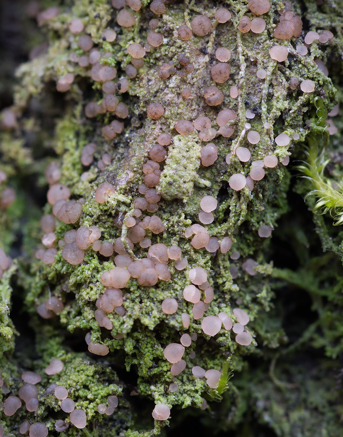 Изображение особи Mycobilimbia carneoalbida.