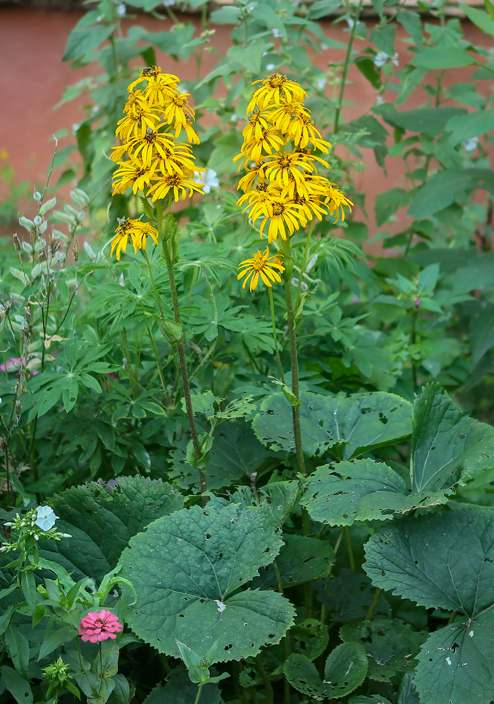 Image of genus Ligularia specimen.