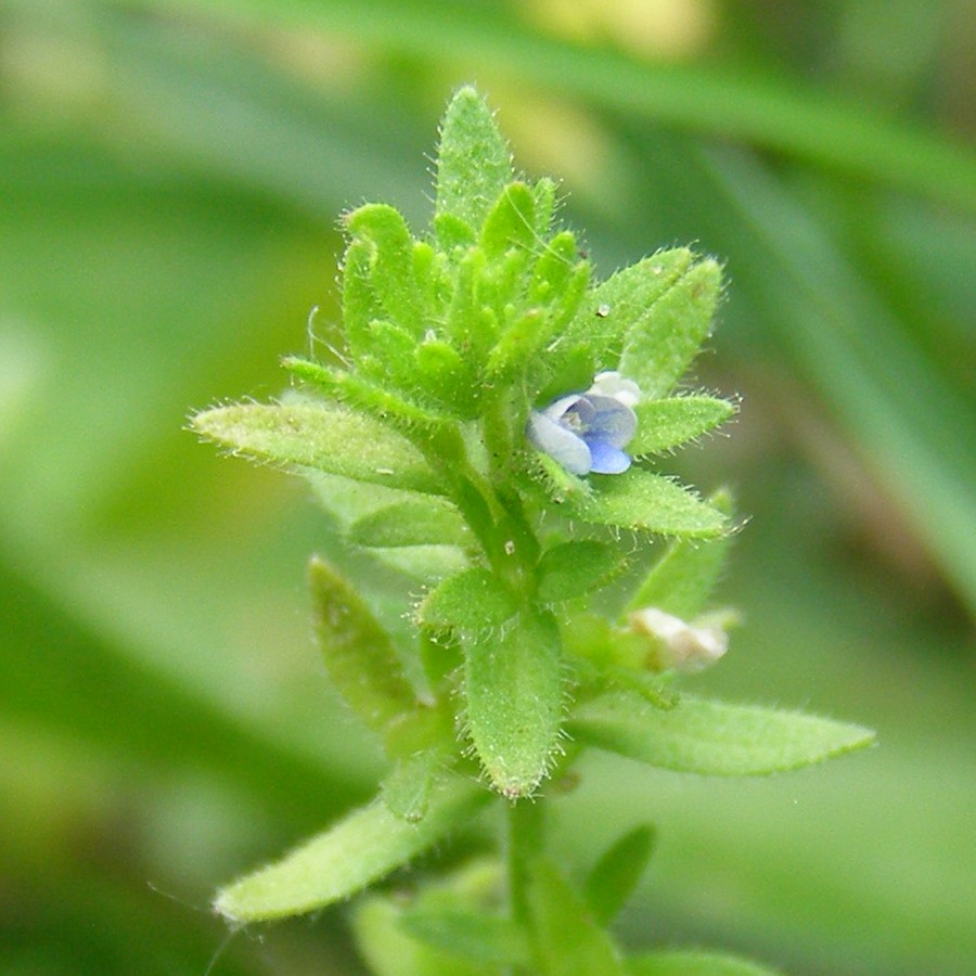 Image of Veronica arvensis specimen.