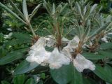 Rhododendron brachycarpum. Верхушки прошлогодних побегов с отцветшими соцветиями и побегами текущего года. Тверская обл., г. Тверь, Заволжский р-н, ботанический сад ТвГУ, в культуре. 1 июня 2019 г.