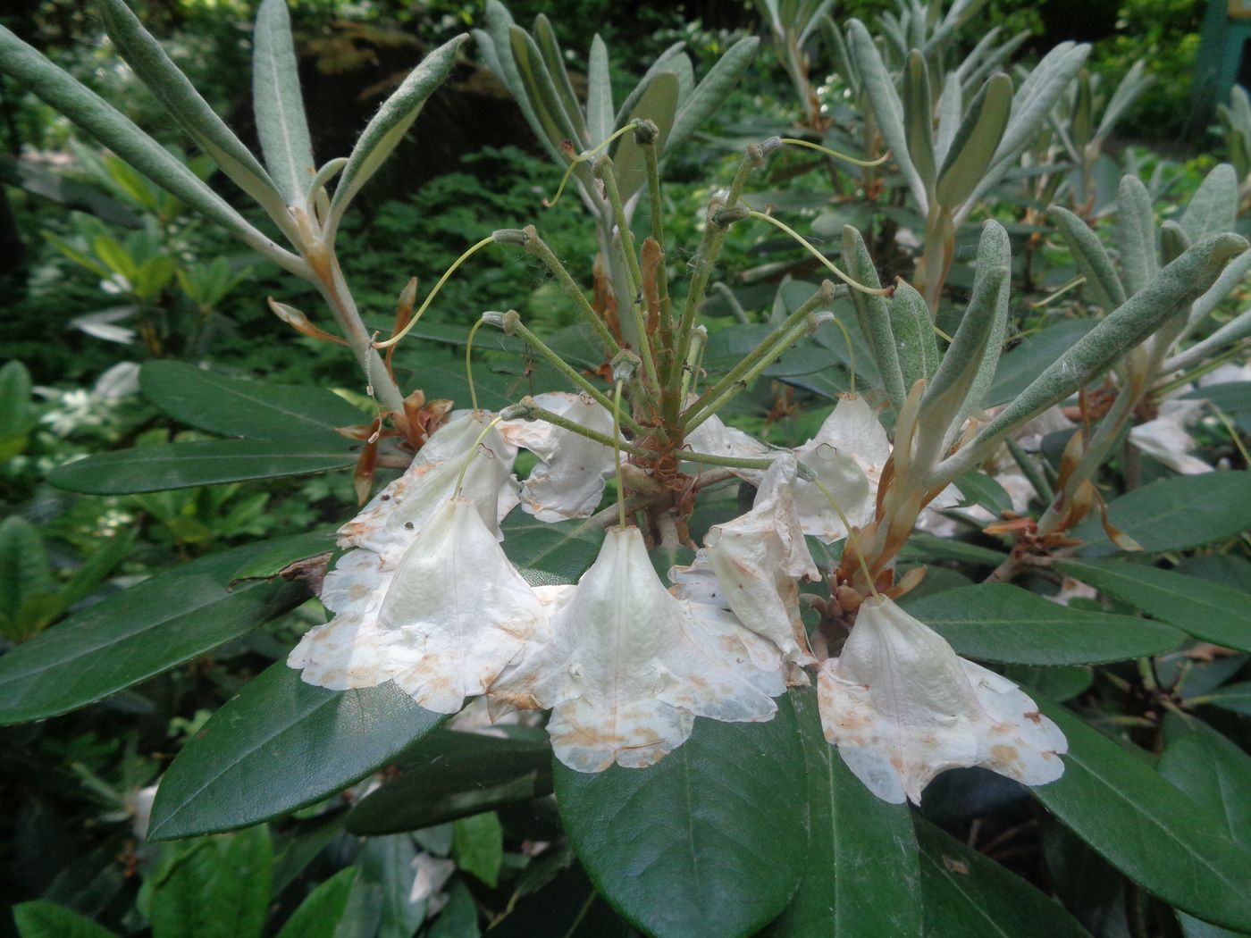 Image of Rhododendron brachycarpum specimen.