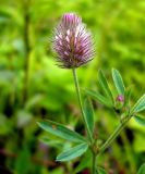 Trifolium arvense. Верхушка побега с соцветием. Чувашия, окр. г. Шумерля, Кумашкинский заказник, Соколова поляна. 3 июля 2008 г.