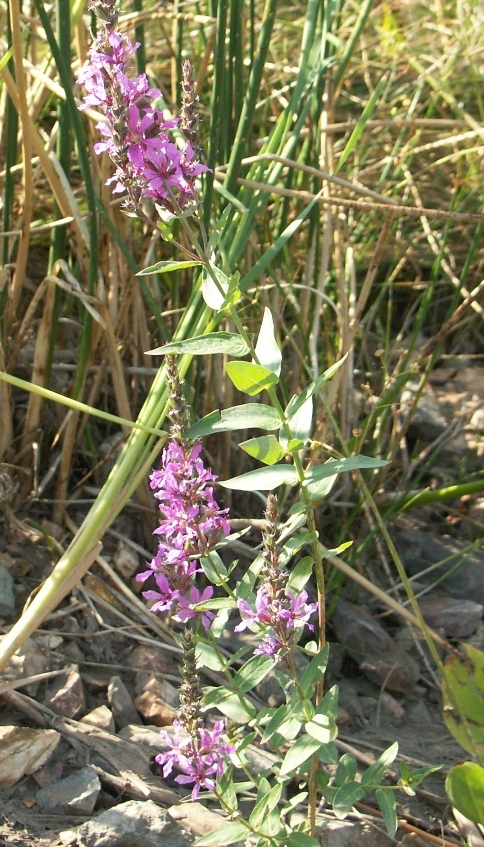 Image of Lythrum intermedium specimen.