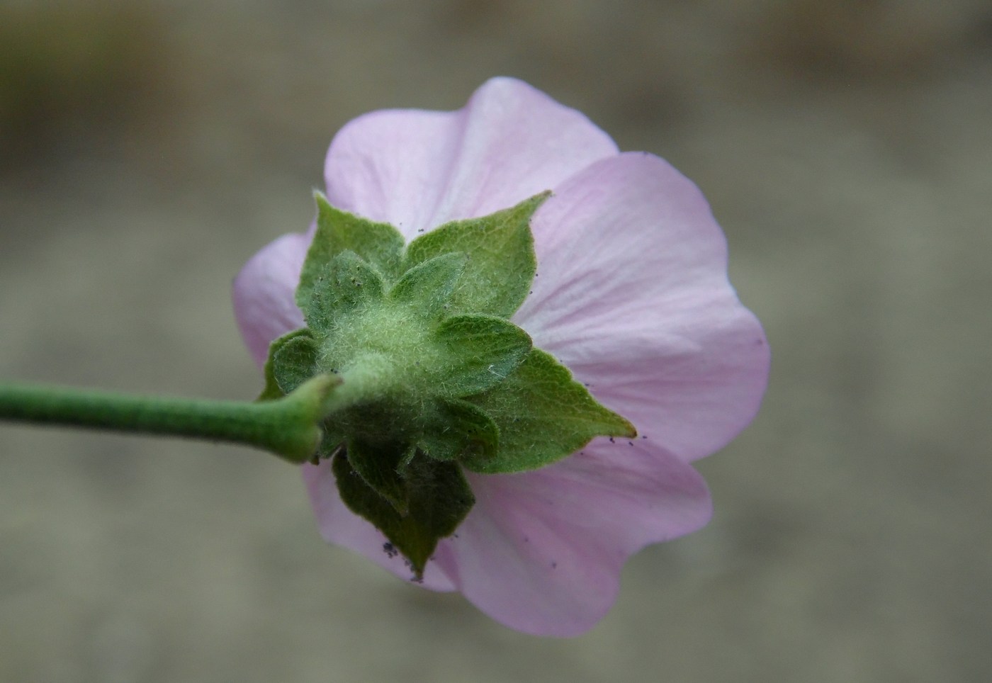 Image of Althaea cannabina specimen.