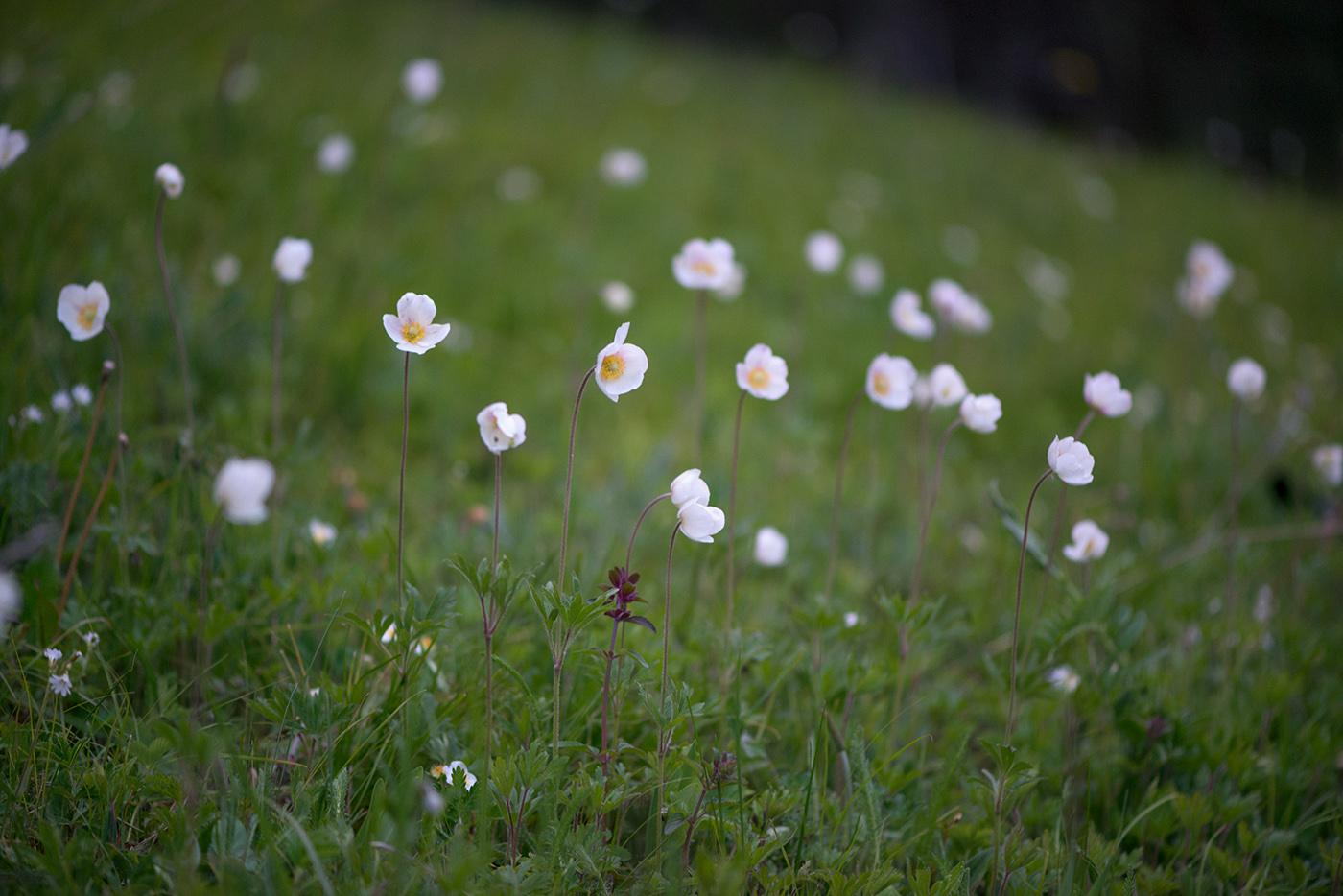 Изображение особи Anemone sylvestris.