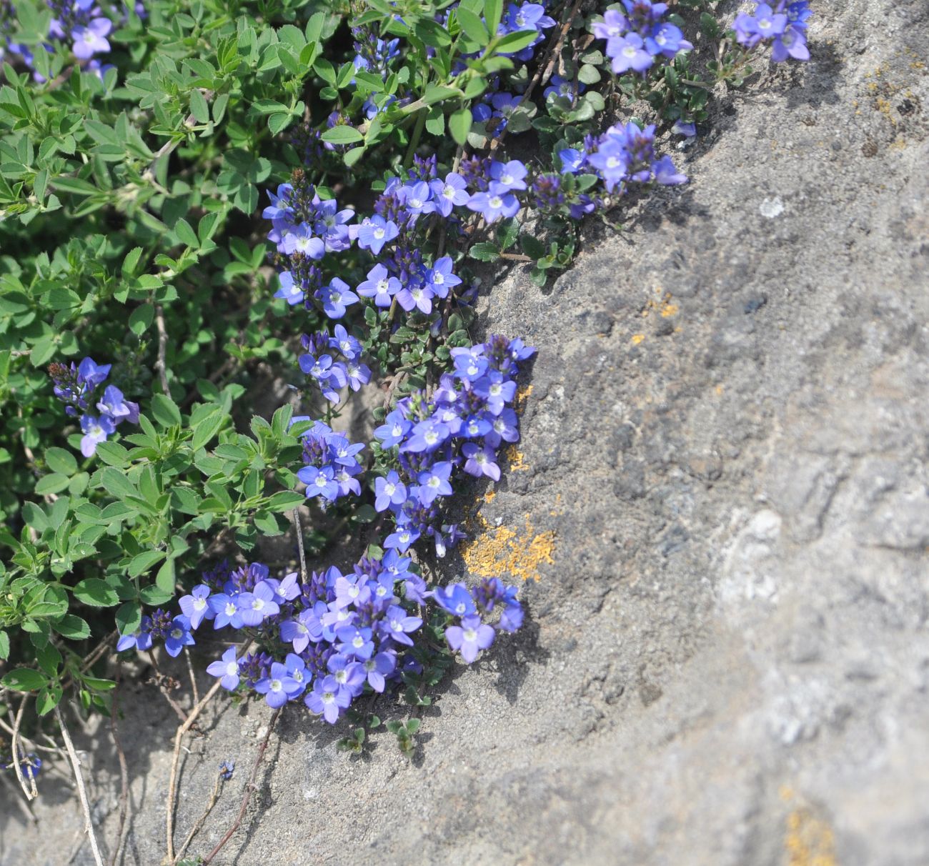 Изображение особи Veronica liwanensis.