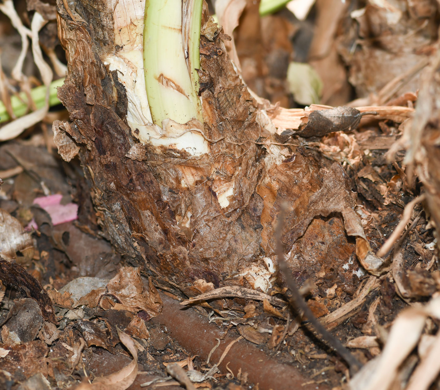 Image of genus Crinum specimen.