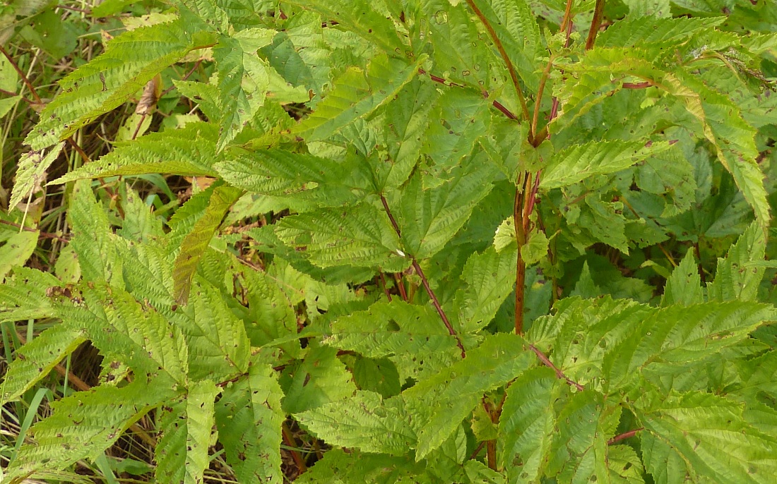 Image of Filipendula ulmaria ssp. denudata specimen.