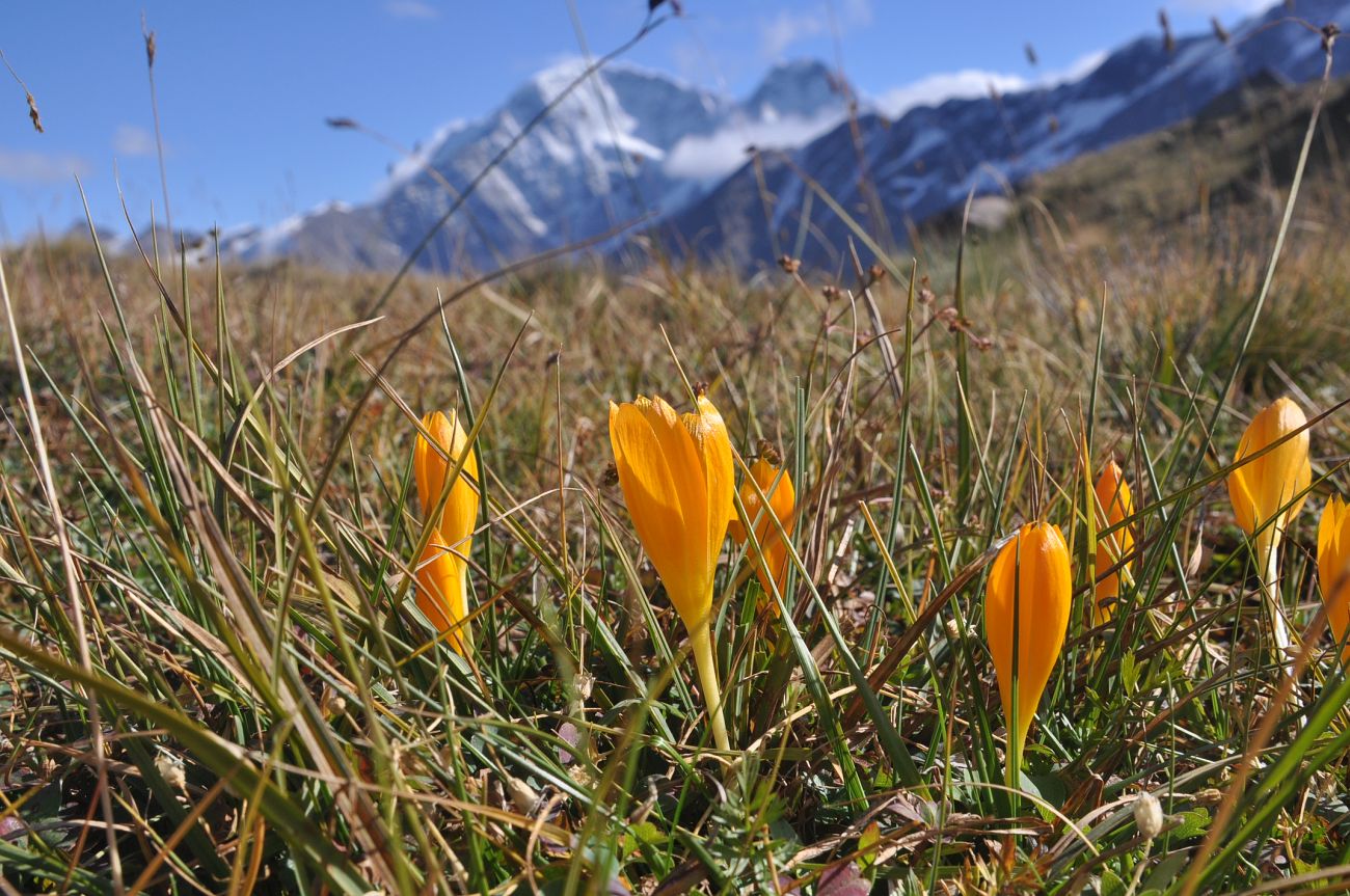 Изображение особи Crocus scharojanii.