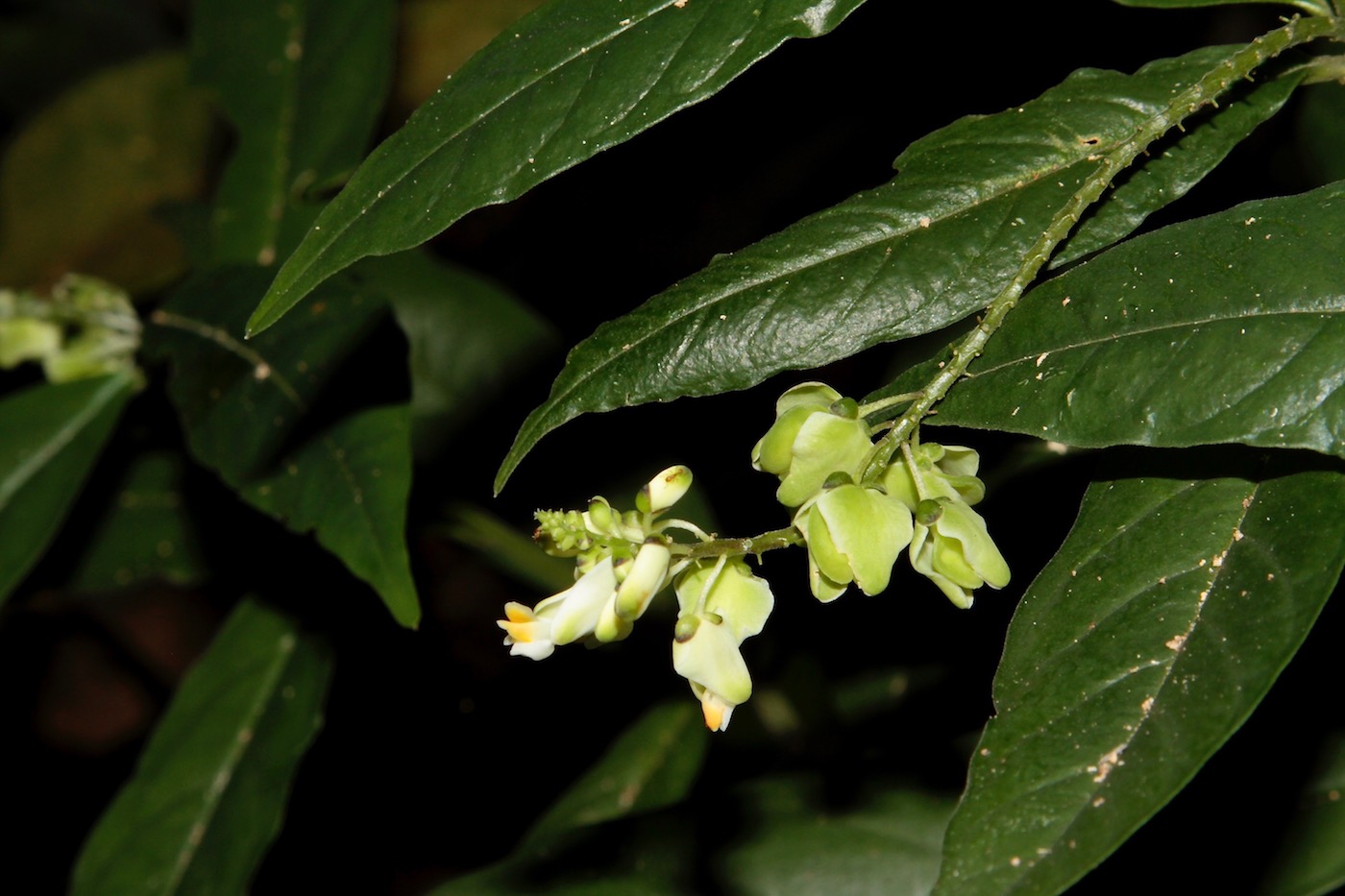 Изображение особи Caamembeca laureola.