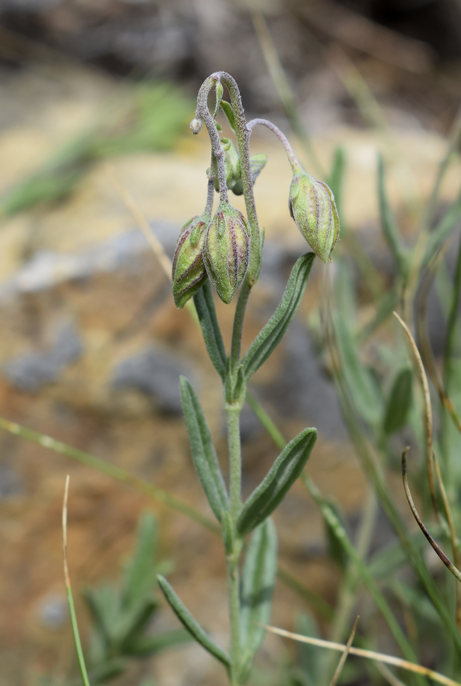 Image of Helianthemum apenninum specimen.