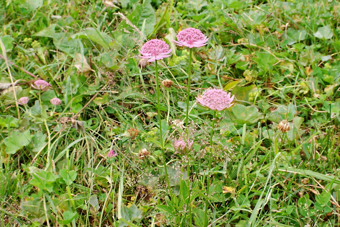 Image of Astrantia maxima specimen.