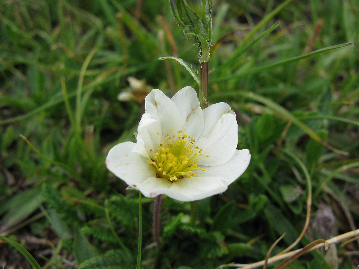 Изображение особи Dryas caucasica.