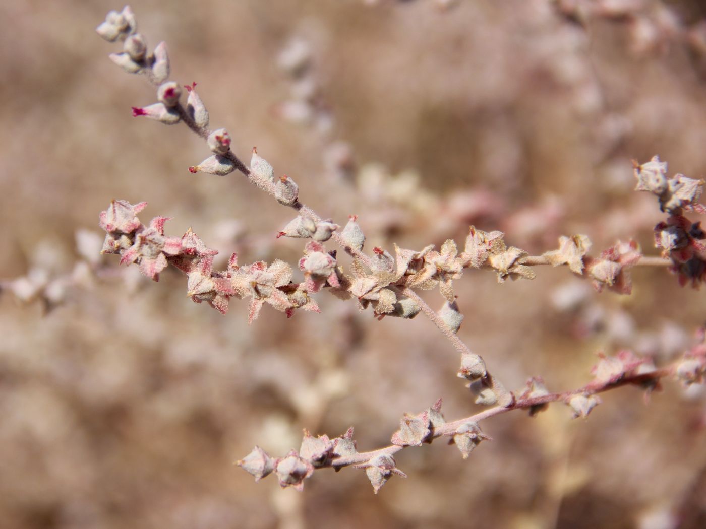 Image of Salsola leptoclada specimen.