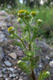 Matricaria discoidea. Верхушка цветущего растения. Свердловская обл., окр. г. Североуральск, на куче щебня возле обочины дороги. 26.06.2010.