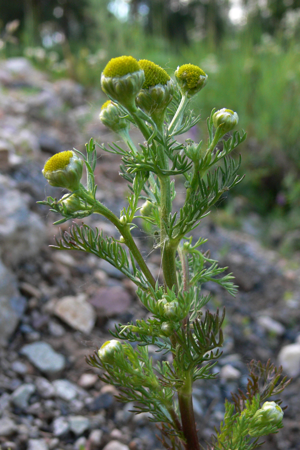 Image of Matricaria discoidea specimen.