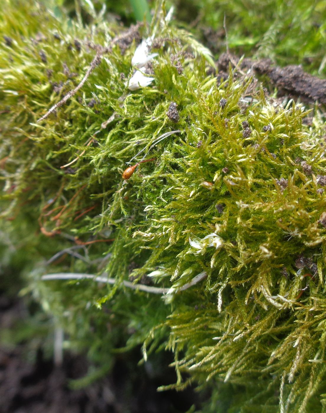 Image of familia Brachytheciaceae specimen.