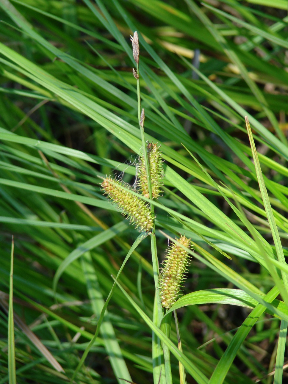 Image of Carex rhynchophysa specimen.