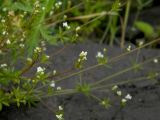 Galium uliginosum