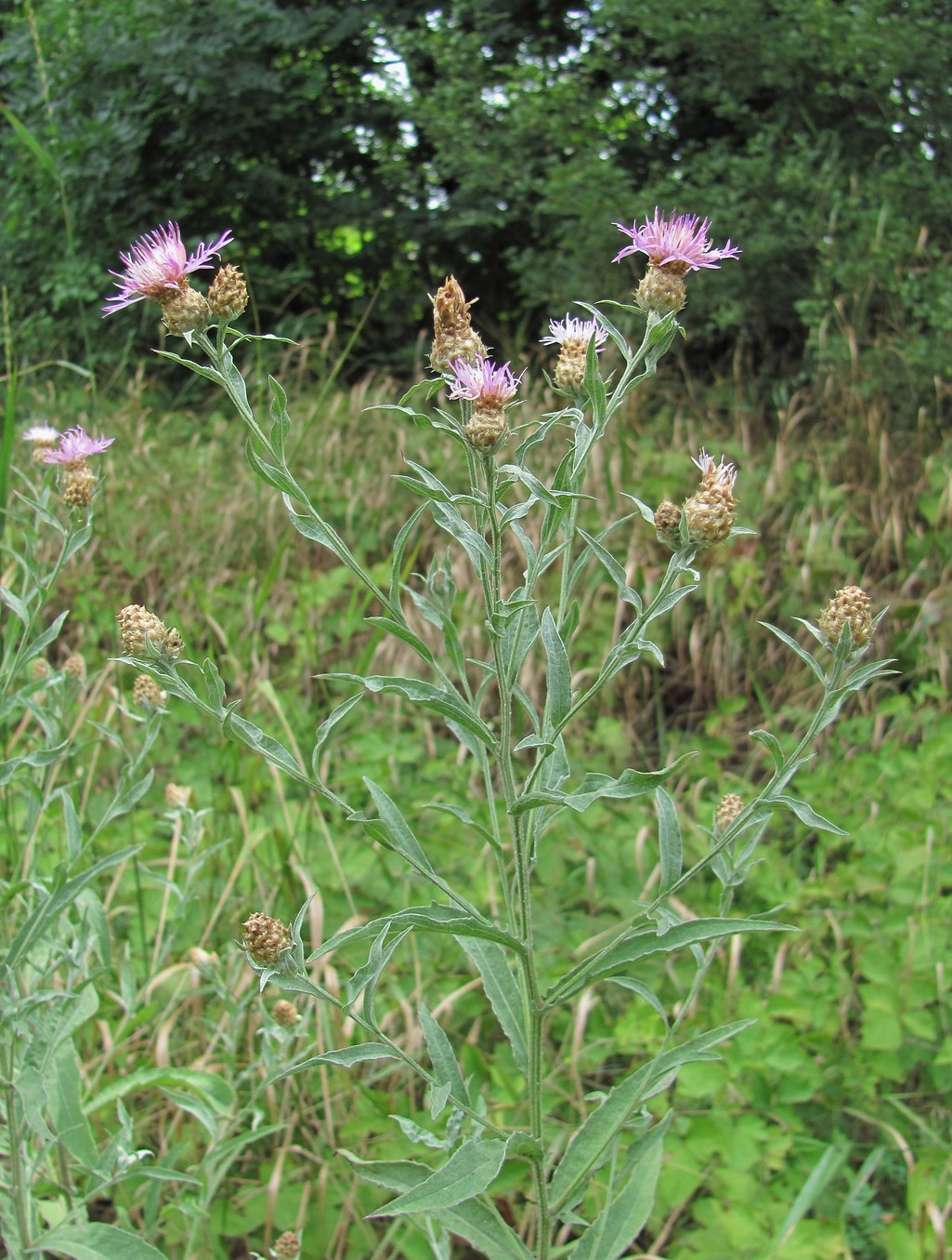 Image of Centaurea jacea ssp. substituta specimen.