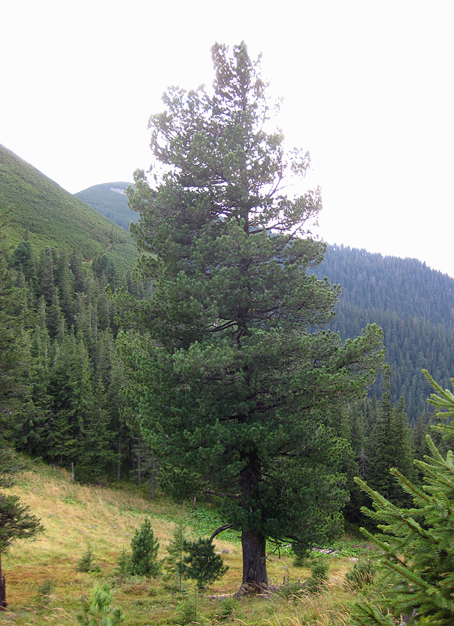 Image of Pinus cembra specimen.