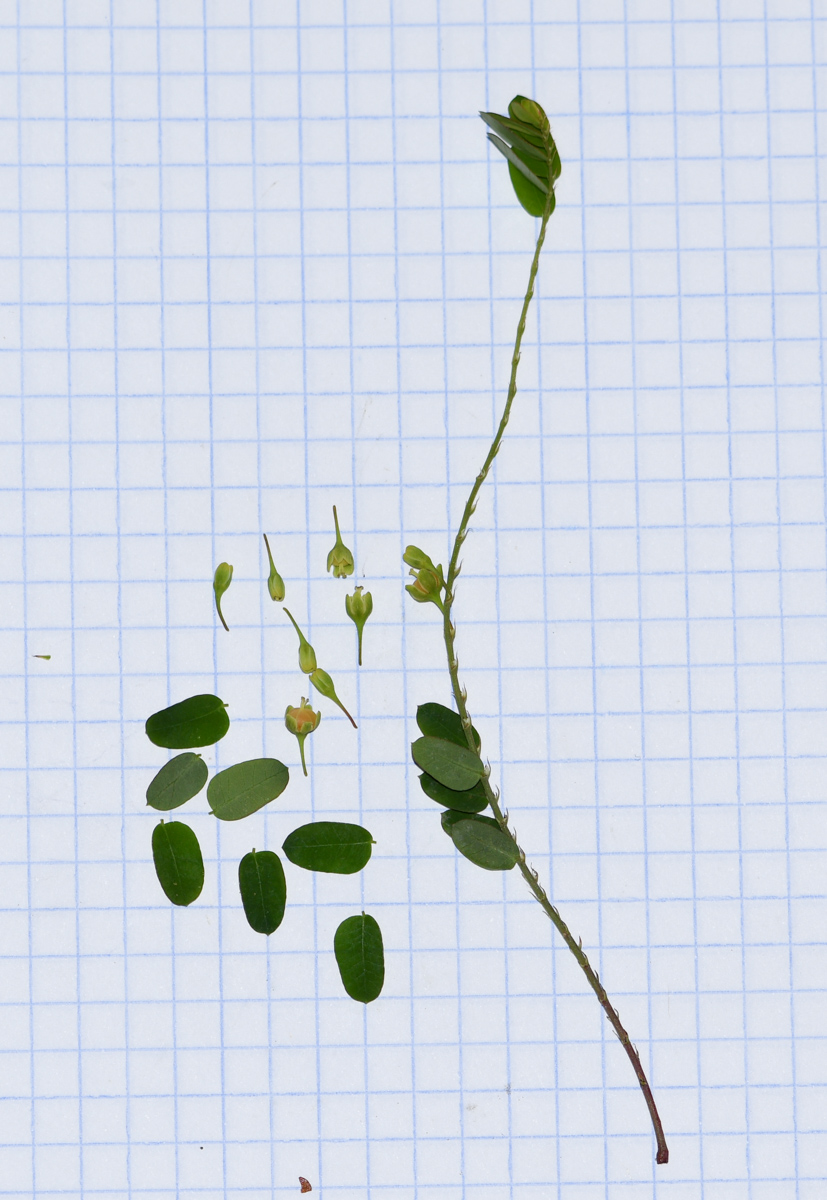 Image of Phyllanthus niruri specimen.