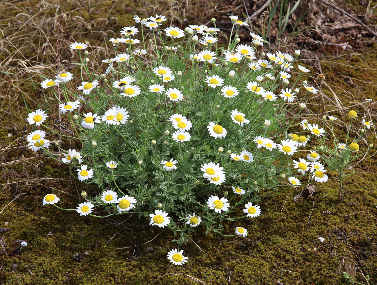 Image of Anthemis ruthenica specimen.