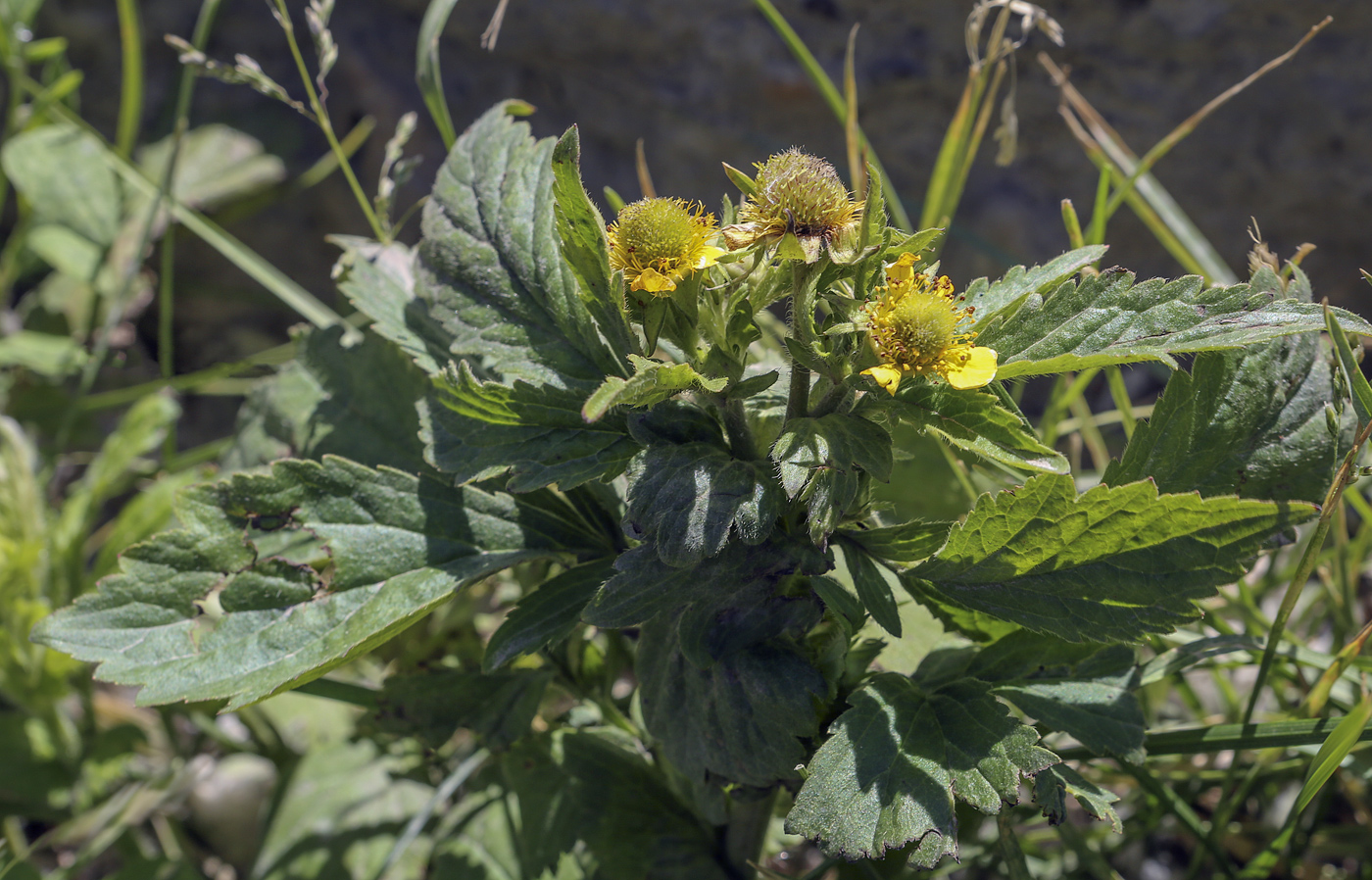 Изображение особи Geum aleppicum.