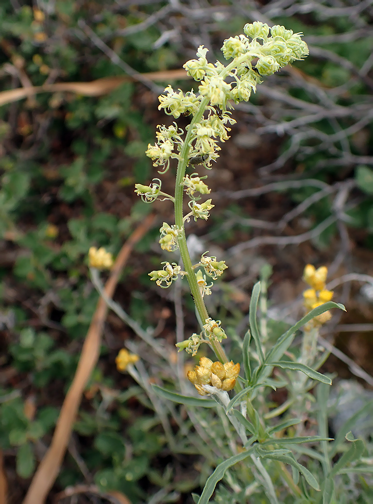 Image of Reseda lutea specimen.