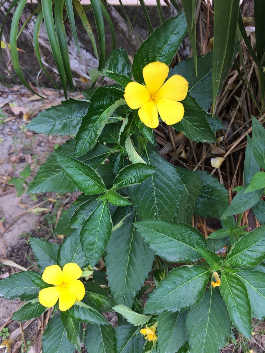 Image of Turnera ulmifolia specimen.